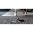 Belkin AirTag-Hülle – Airtag Schlüsselringhalterung, sichere Befestigung für den Alltag – Weiteres Produktbild 5