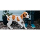 Belkin AirTag-Hülle – Airtag Schlüsselringhalterung, sichere Befestigung für den Alltag – Weiteres Produktbild 6